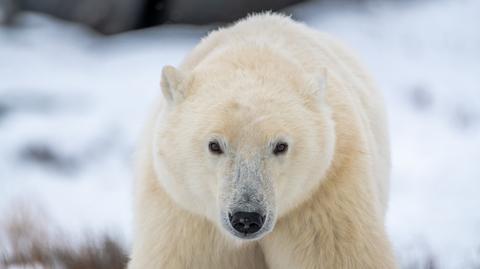 Niedźwiedź polarny kontra plastikowe odpady