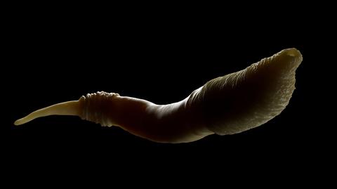 Caenorhabditis elegans wyczuwa dźwięki przez skórę