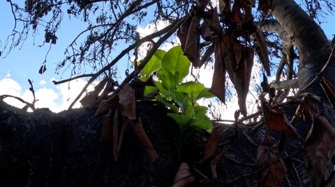 Figowiec bengalski w Lahainie wypuszcza nowe liście