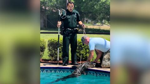 Ponad dwumetrowy aligator kąpał się w prywatnym basenie 