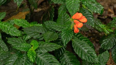 W Ekwadorze znaleziono endemiczną roślinę Gasteranthus extinctus