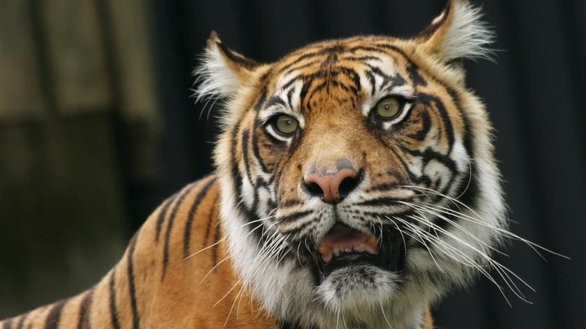 Tygrysica uciekła z prywatnej posesji w RPA