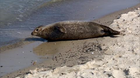 W Międzyzdrojach na plażę wypłynęła foka