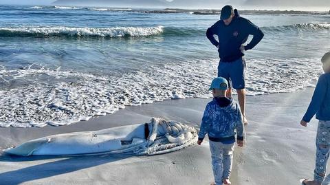 Ciało kałamarnicy olbrzymiej znalezione na plaży w Kommetjie