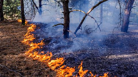 Większość pożarów lasów powodują ludzie