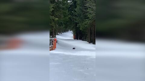 Tatry: młody niedźwiedź bez matki