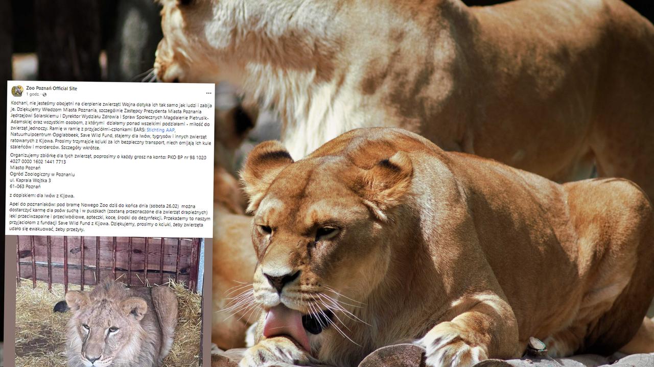 Poznańskie zoo organizuje zbiórkę dla lwów z Kijowa, wrocławska ekostraż wysłała konwój na Ukrainę thumbnail