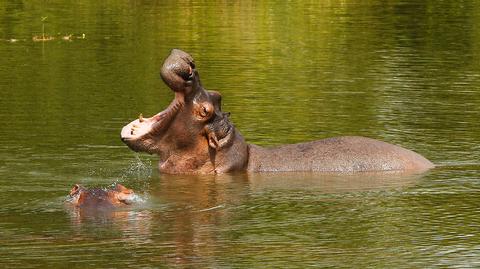 Każdy obcy zapach to dla hipopotama wróg