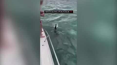 Mężczyzna zeskoczył do łodzi na pływające w pobliżu orki