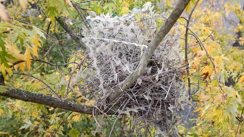 Gniazdo srok zbudowane z kolców mających odstraszać ptaki