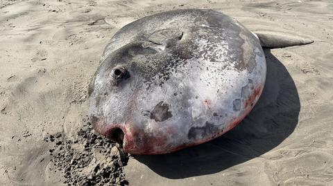 Samogłów na plaży w Oregonie