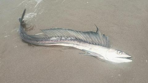 Ryba z oceanicznych głębin wyrzucona na brzeg plaży w Kalifornii
