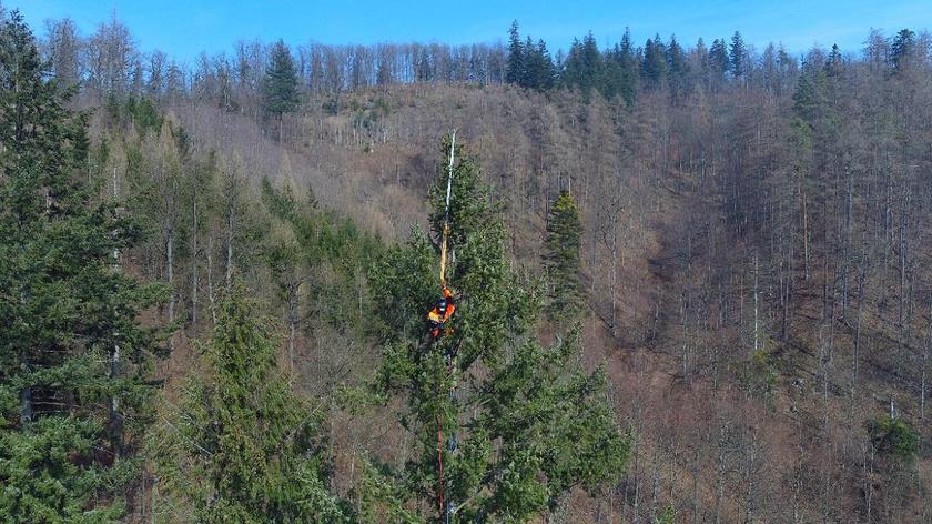 Najwyższe drzewo w Polsce rośnie w Sudetach