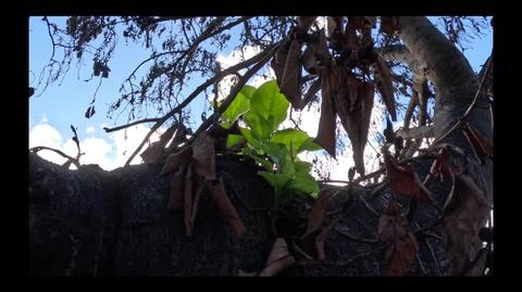 Figowiec bengalski w Lahainie wypuszcza nowe liście