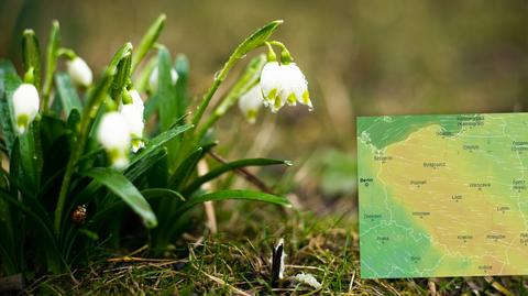 Prognozowana temperatura w kolejnych dniach