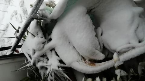 Madryt sparaliżowany przez śnieg