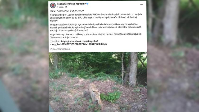 Władze gminy Ulicz na Słowacji informują o znajdującym się w pobliżu tygrysie