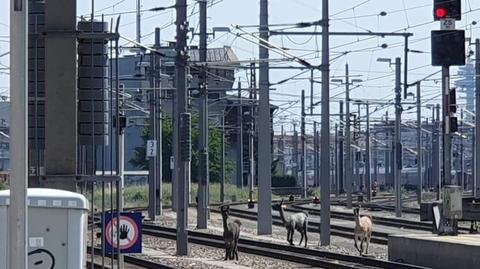 Dobrcz. Lama suri przyszła na świat w zwierzyńcu w Krainie Dolnej Wisły