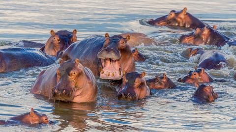 Każdy obcy zapach to dla hipopotama wróg