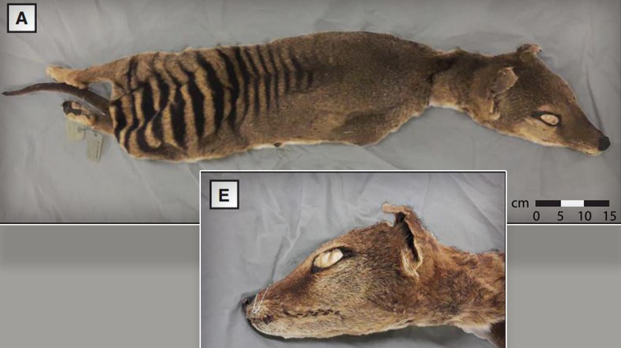 RNA recovered from extinct Tasmanian tiger