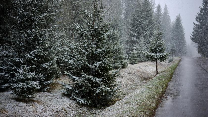 Prognozowane temperatury na 09-15.01