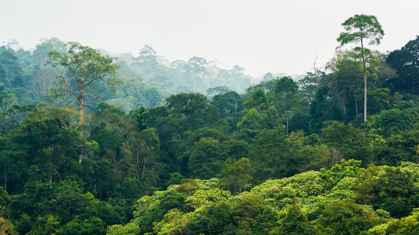 Tropikalne lasy deszczowe należą do najbardziej produktywnych biomów