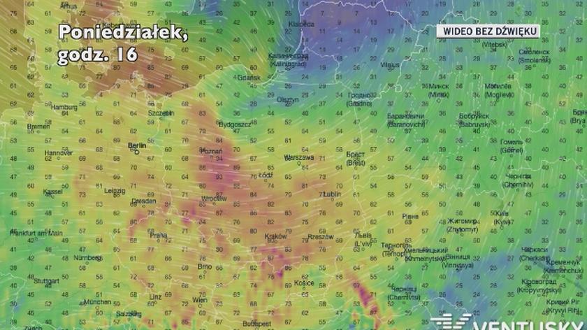 Prognozowana prędkość porywów wiatru w ciągu najbliższych kilkudziesięciu godzin (Ventusky.com)