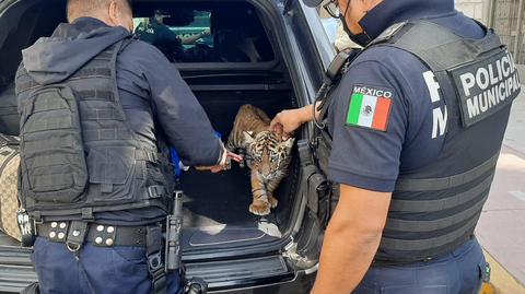 Meksyk: młody tygrys znaleziony w bagażniku