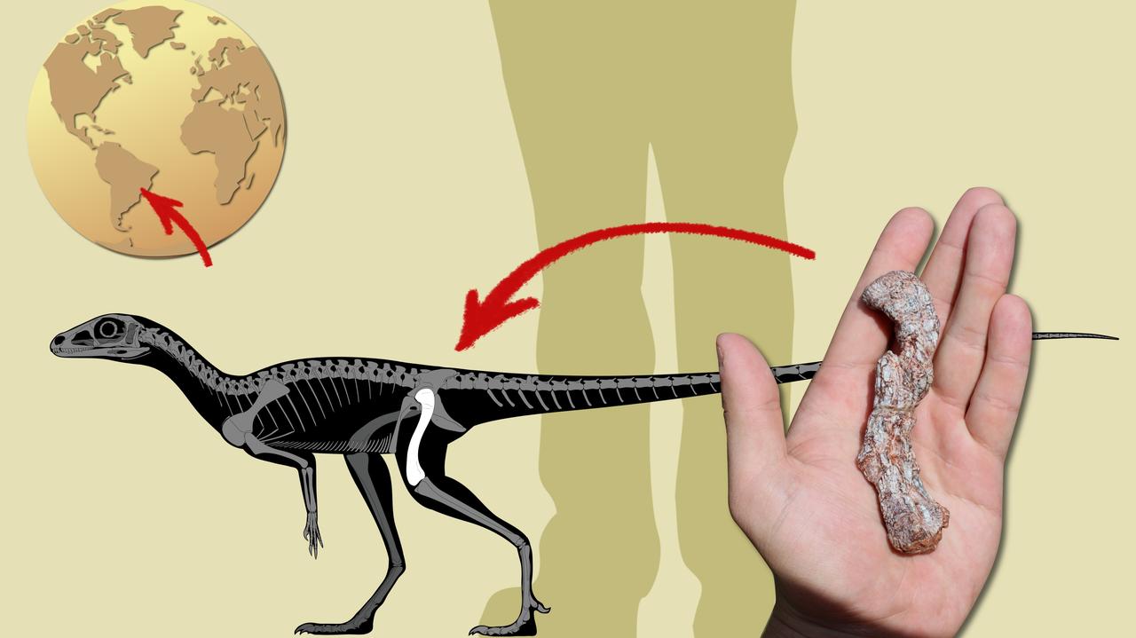 Acest os a fost unul dintre cei mai vechi strămoși dinozauri din America de Sud