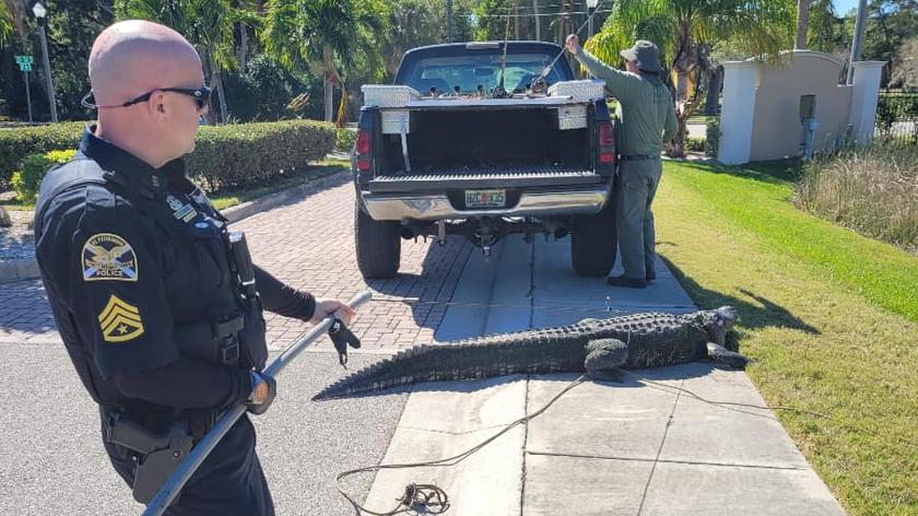 Akcja łapania aligatora na Florydzie