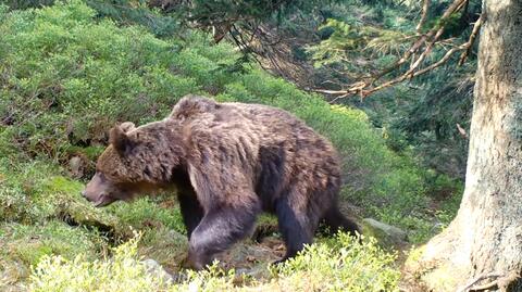 Fotopułapka uchwyciła kulejącego niedźwiedzia