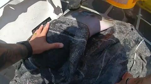 Młody delfin uratowany na Florydzie
