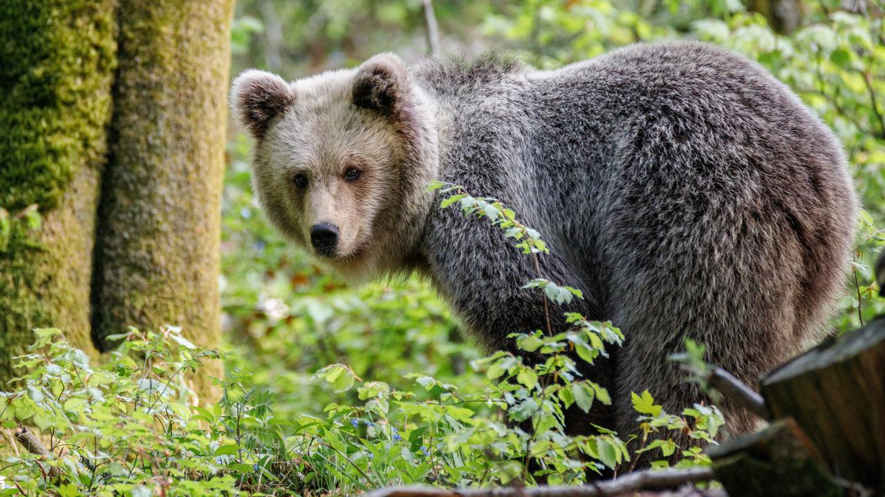 România.  Urșii atacă oamenii și chiar intră în case.  Apeluri la guvern