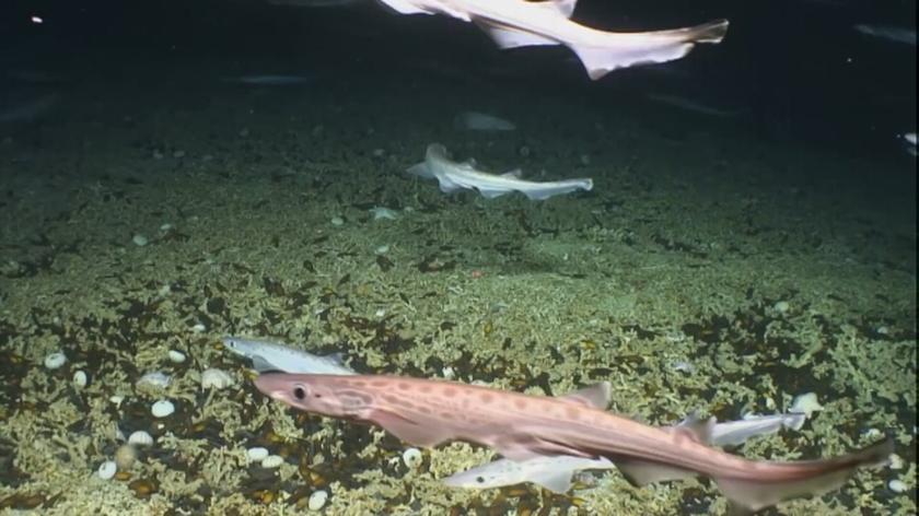 Naukowcy natrafili na ogromny żłobek rekinów (Marine Institute, INFOMAR, EMFF)