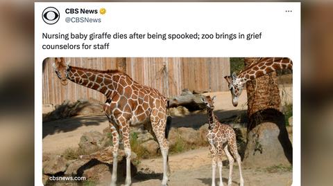 W zoo urodziła się żyrafa bez plamek 