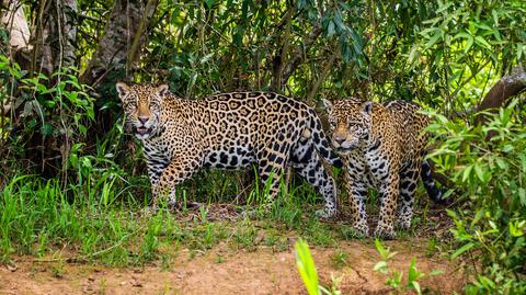 Rzadkie nagranie pokazujące atak jaguara na ocelota