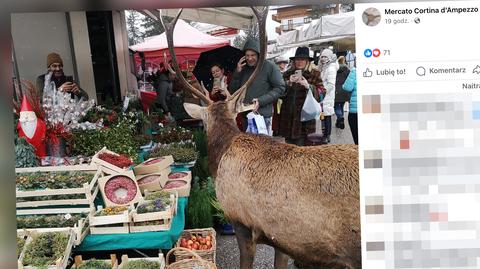 Stado danieli pasło się pod blokiem w Grudziądzu