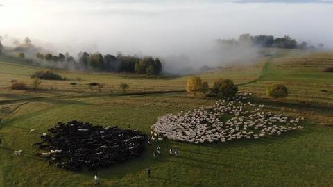 Owce łączące się podczas jesiennego redyku w Kluszkowcach (pow. nowotarski)
