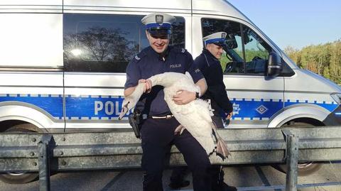 Łabędź na drodze szybkiego ruchu