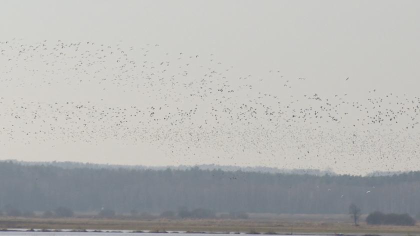 Ornitolog o tym, które ptaki wracają do Polski z zimowisk