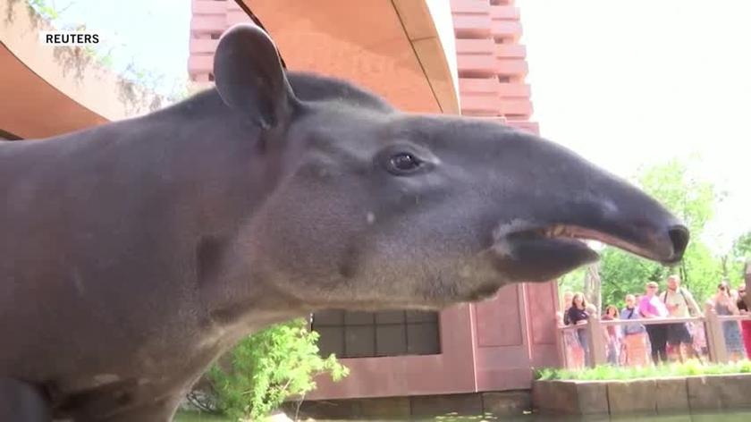 Animals at Berlin Zoo keep cool by eating frozen meals