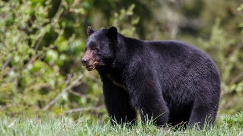 Niedźwiedź zaatakował kobietę na Florydzie