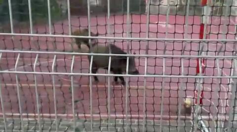 Dziki w Gdyni grają w piłkę na boisku
