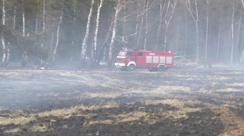 Pożar lasu i traw w miejscowości Jeziory Wysokie w Lubuskiem (kwiecień 2022)