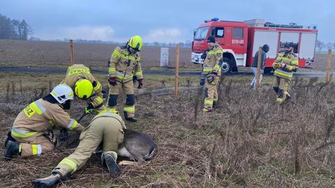 Sarna zaplątała się w siatkę. Pomogli strażacy