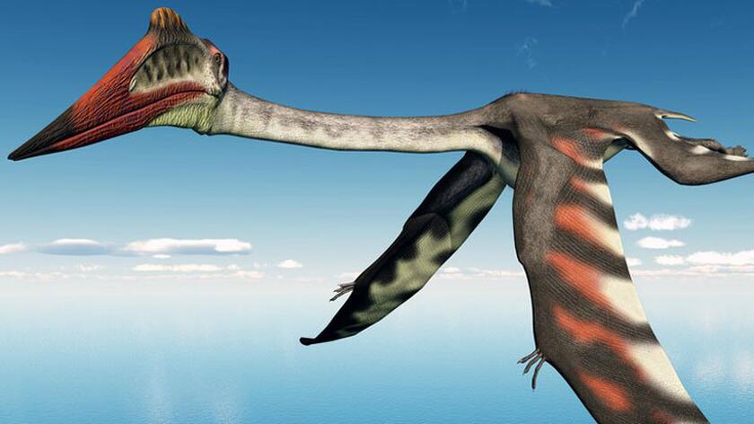 Szczątki prawdopodobnie największego pterozaura trafiły do muzeum