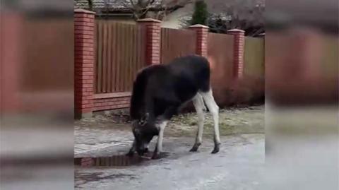 Łosie na wiosennym wypasie 