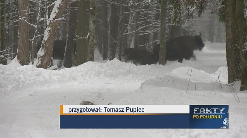 Populacja żubrów zmniejszy się z powodu odstrzałów