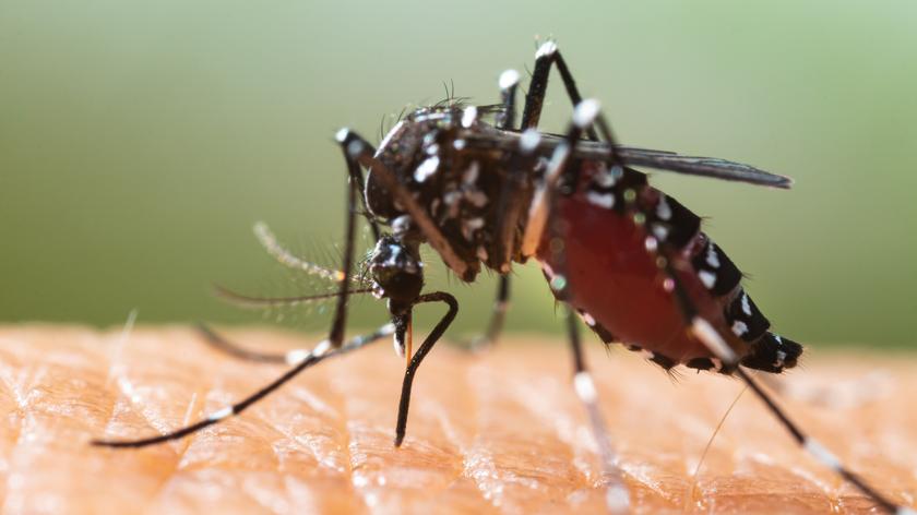 Prezentacja urządzenia rozpylającego substancje owadobójcze pomocne w walce z komarami (wideo z 2011 r.)