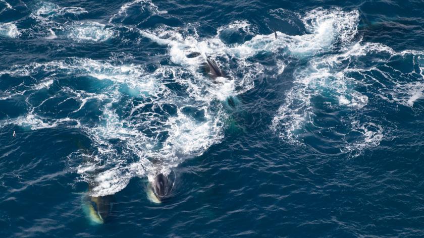 Duża grupa płetwali zwyczajnych podczas żerowania w Morzu Weddela